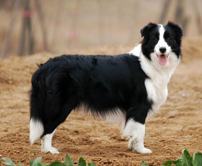 延長邊境牧羊犬壽命 延長邊境牧羊犬壽命
