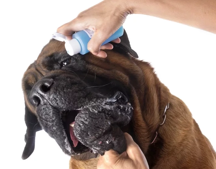 狗眼藥水推薦