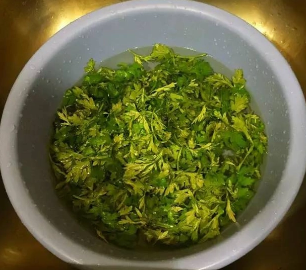 艾草煮水喝的功效全解析：正確煮法、健康益處與注意事項