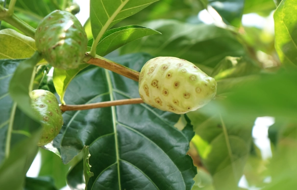 諾麗果禁忌完整解析：安全食用必知風險與注意事項
