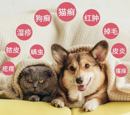 狗狗皮膚病噴劑選購與使用終極指南：獸醫親授的3大關鍵與常見錯誤