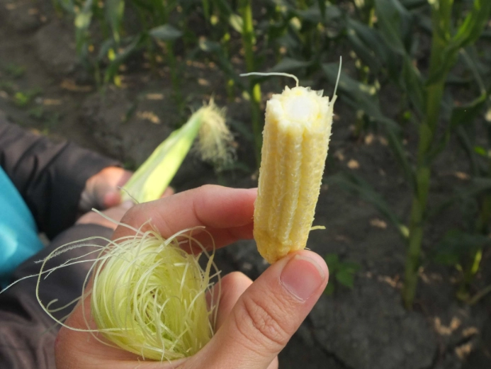 玉米鬚功效 玉米鬚功效