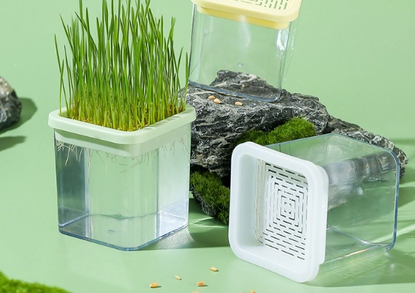 貓草水耕種植完整指南：從零開始的室內種植秘訣
