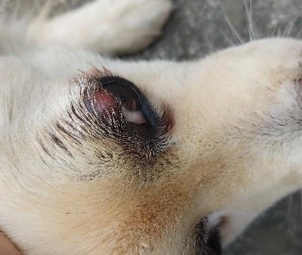 狗眼睛發炎