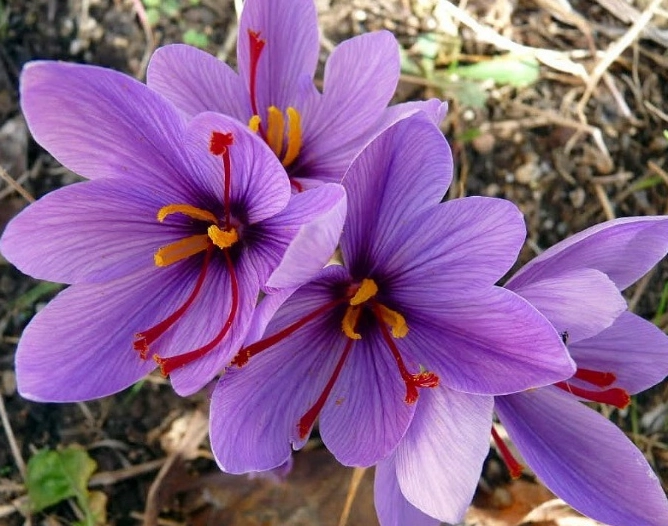 藏紅花功效