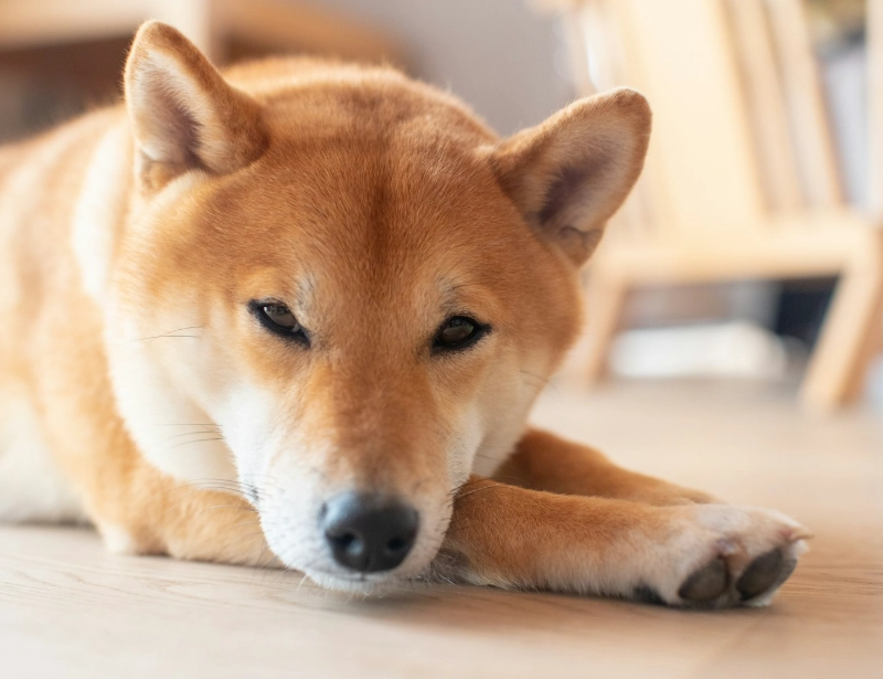 柴犬缺點大公開！飼養前必看的三大挑戰與應對指南