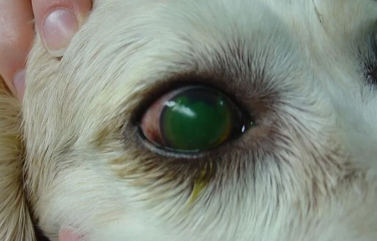 狗狗眼睛護理 狗狗眼睛護理