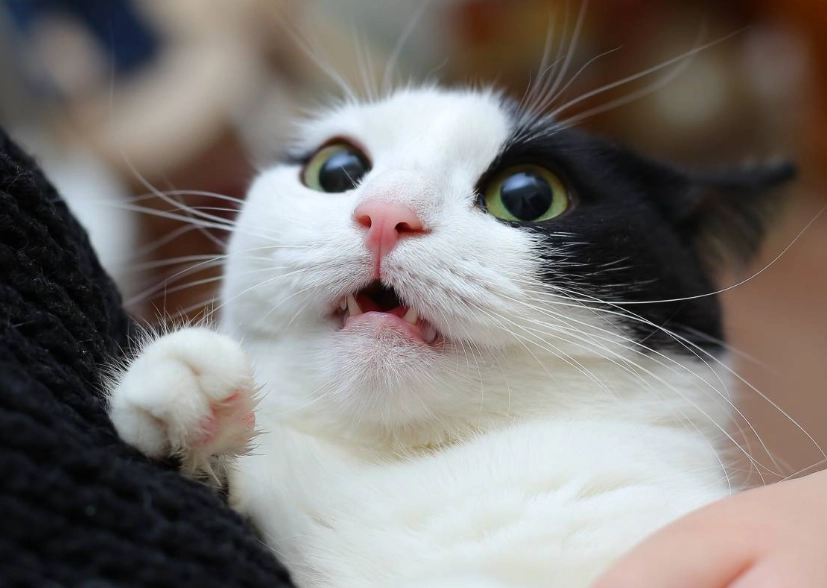 貓腎衰竭末期症狀