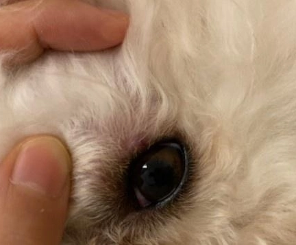 狗狗過敏眼睛腫