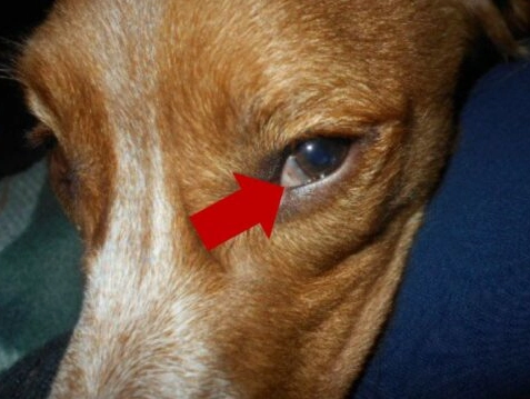 狗狗眼皮腫