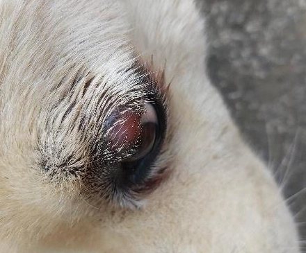 狗狗過敏眼睛腫