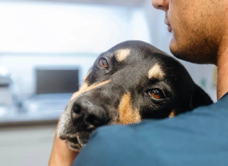 犬胰臟炎早期症狀