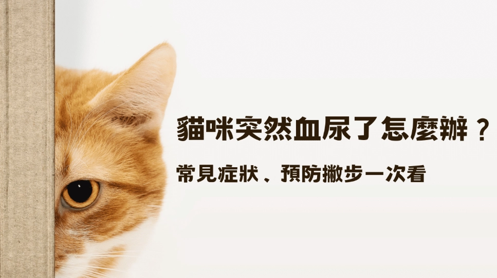 貓咪血尿怎麼辦？獸醫教你立即處理與預防方法