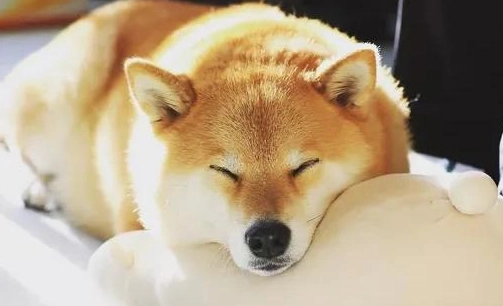 柴犬體重標準