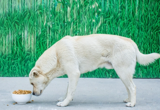 狗狗嘔吐未消化食物原因 狗狗嘔吐未消化食物原因