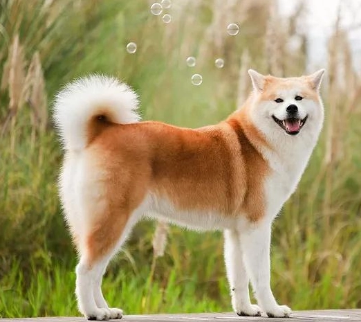 公柴犬過重