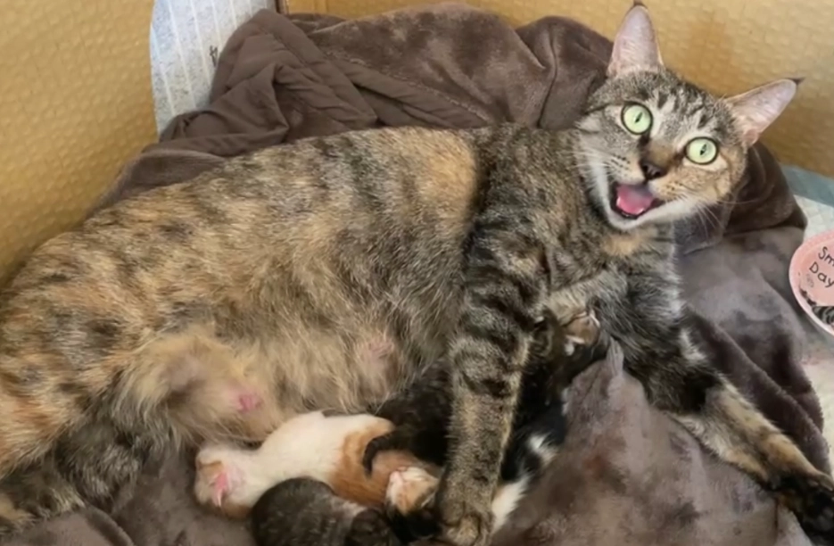 貓咪生產前兆 貓咪生產前兆