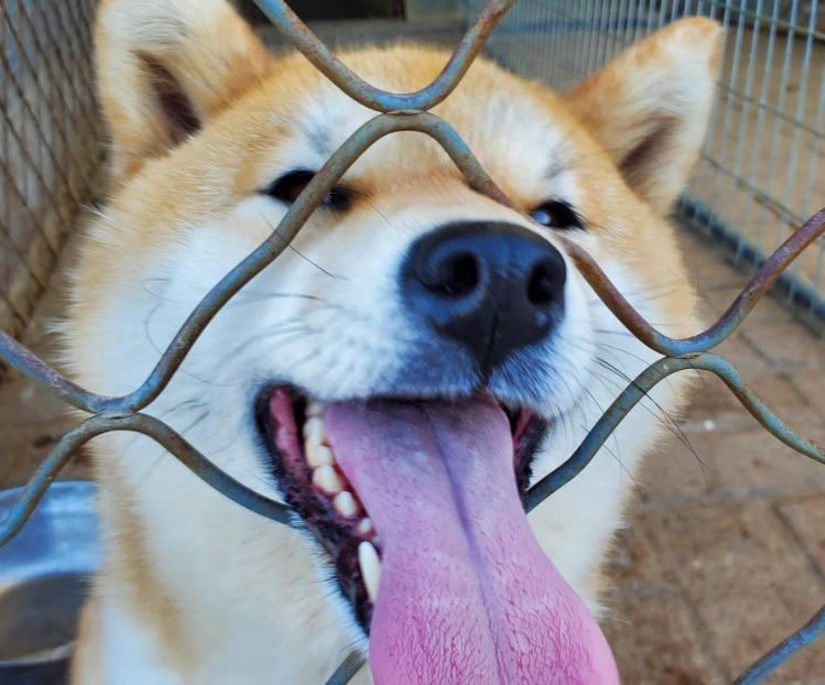 公柴犬體重