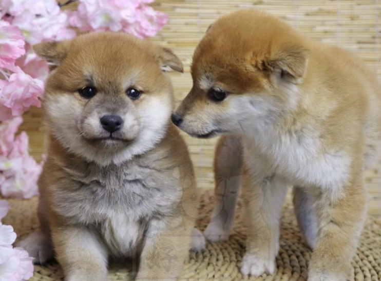 柴犬體重標準