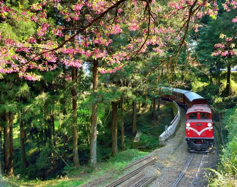 阿里山森林火車 阿里山森林火車