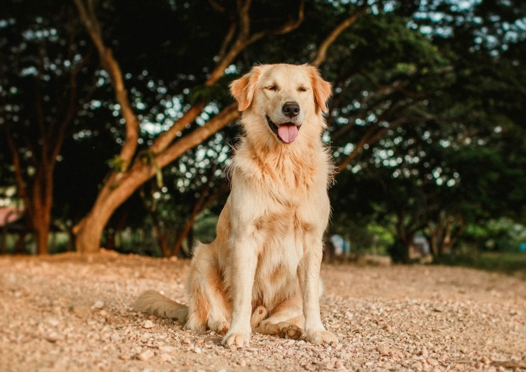 黃金獵犬攻擊性：解讀溫和天使的另一面與行為矯正指南