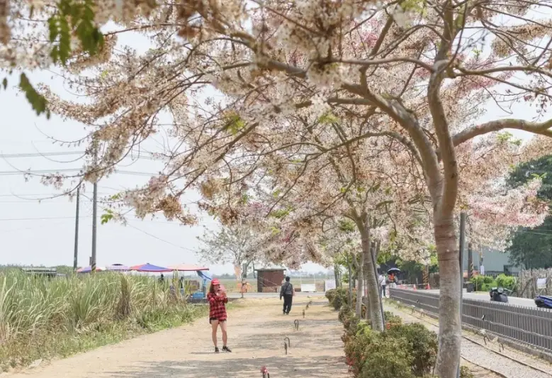 台南西港景點深度指南：不只胡麻，還有你不知道的秘境與文化巡禮
