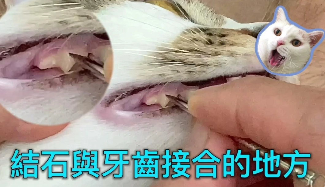 貓牙結石預防 貓牙結石預防