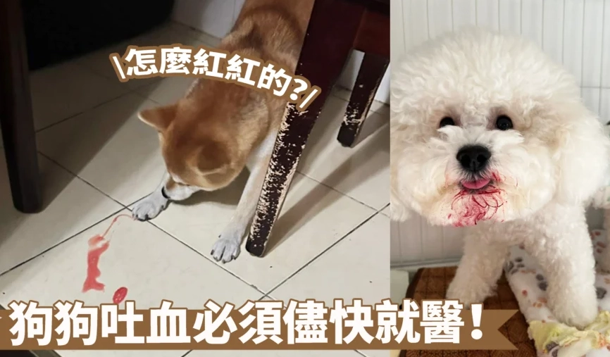 狗狗吐血死亡原因全解析：獸醫教你緊急判斷與應對