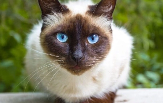 暹羅貓遺傳疾病全解析：飼主必知的健康指南與預防對策