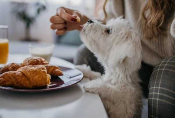 狗狗胰臟炎治療