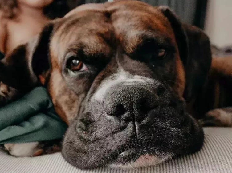 狗狗感冒怎麼辦