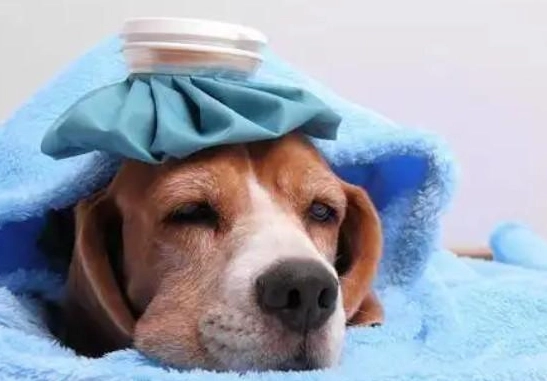 狗狗感冒怎麼辦