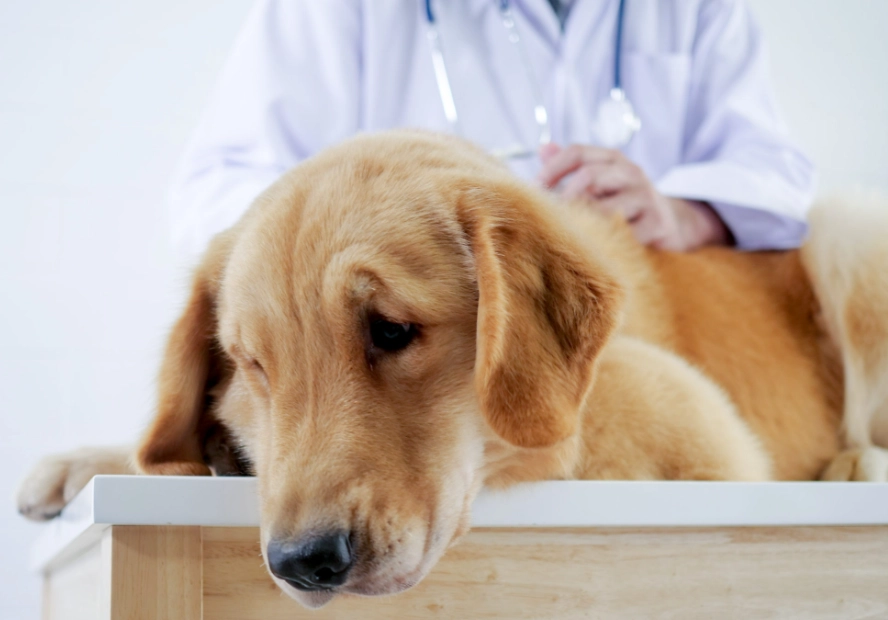 狗急性胰臟炎症狀與治療全解析：獸醫親授應對指南