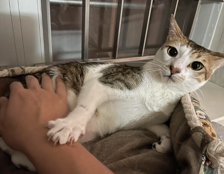 貓喘氣
