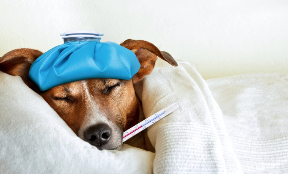 狗狗感冒怎麼辦？獸醫教你判斷症狀、居家照護與緊急就醫指南