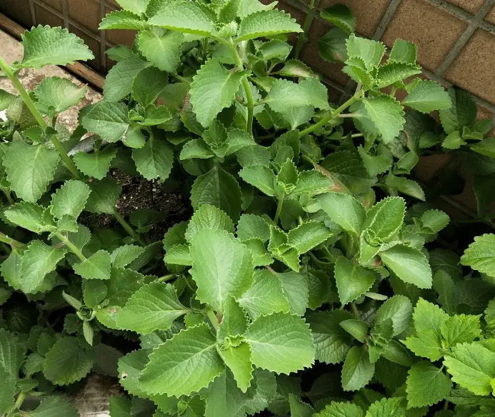 左手香使用禁忌