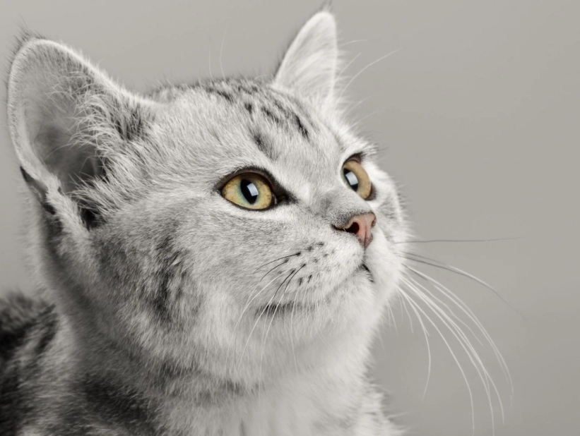 貓罐頭成分分析