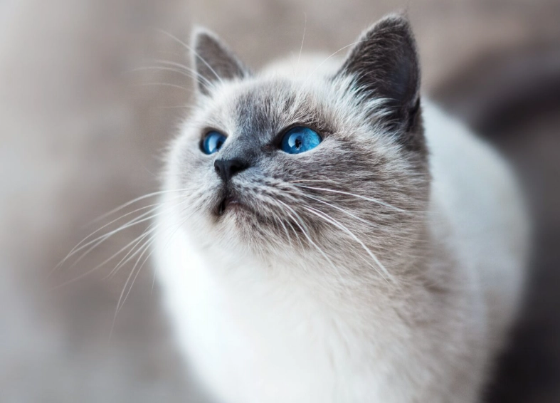 貓罐頭成分分析