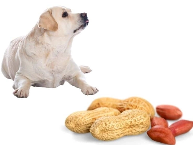 狗狗吃花生安全嗎