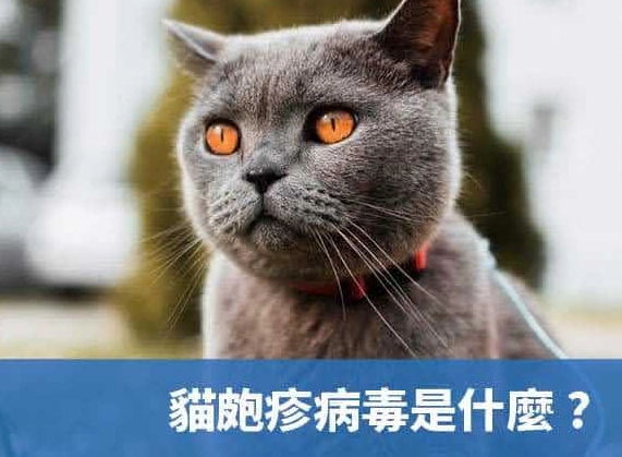 貓皰疹病毒後遺症照顧指南：資深貓奴分享症狀管理與居家護理心法