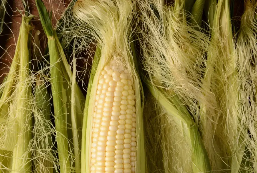 粟米鬚茶誰不能喝