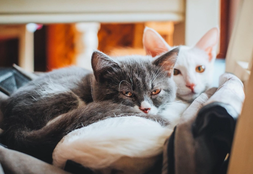 貓罐頭成分分析