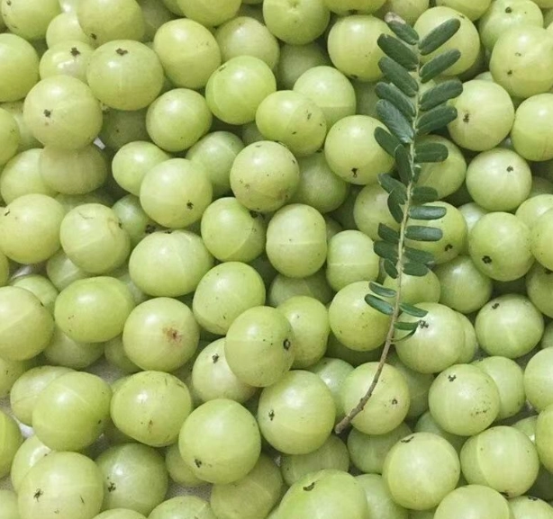油甘果購買