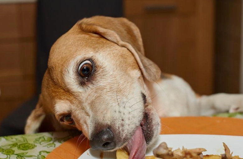 藍莓對狗狗的好處