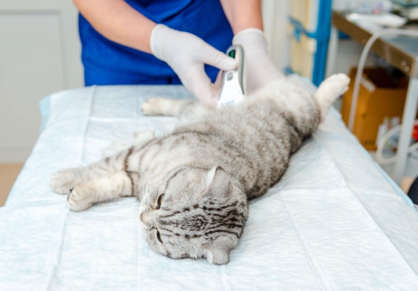 公貓結紮後遺症