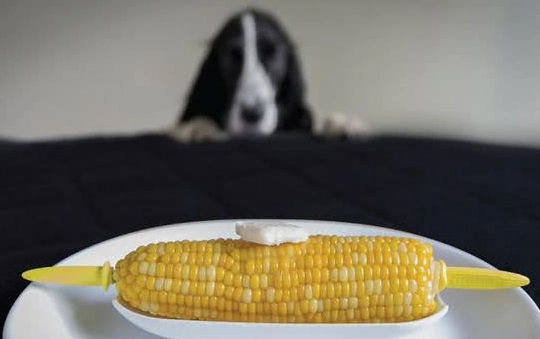 狗狗可以吃玉米嗎？獸醫認可的餵食指南與3大禁忌解析