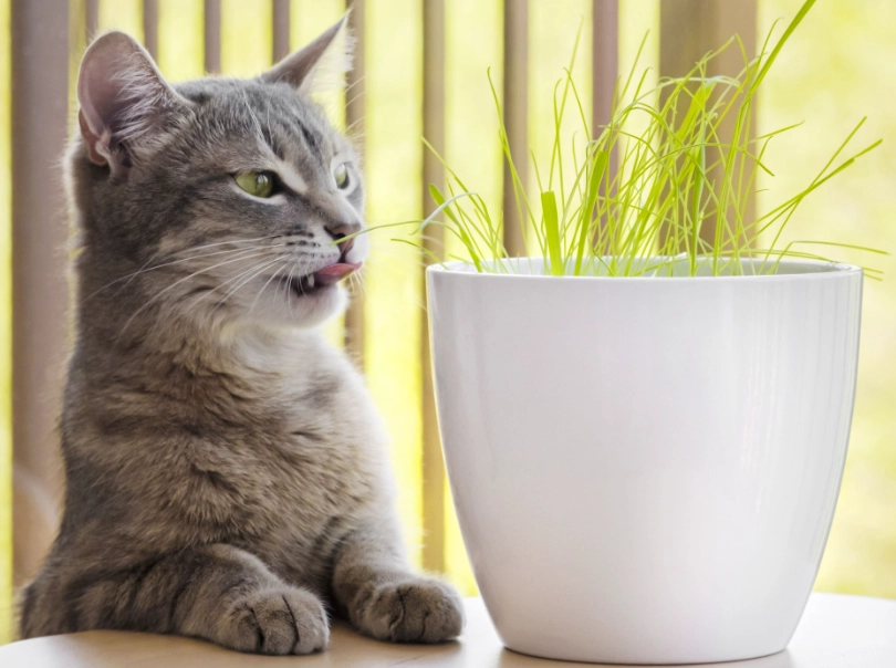 幼貓可以玩貓草玩具嗎？獸醫解析安全指南與常見錯誤