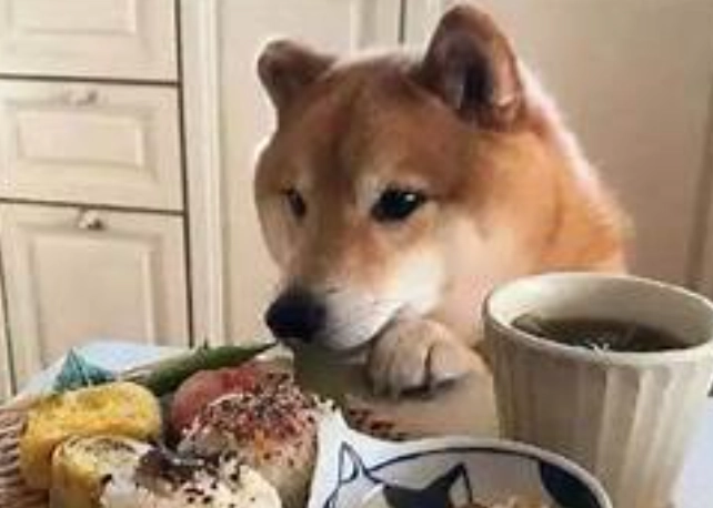 狗狗 吃 玉米