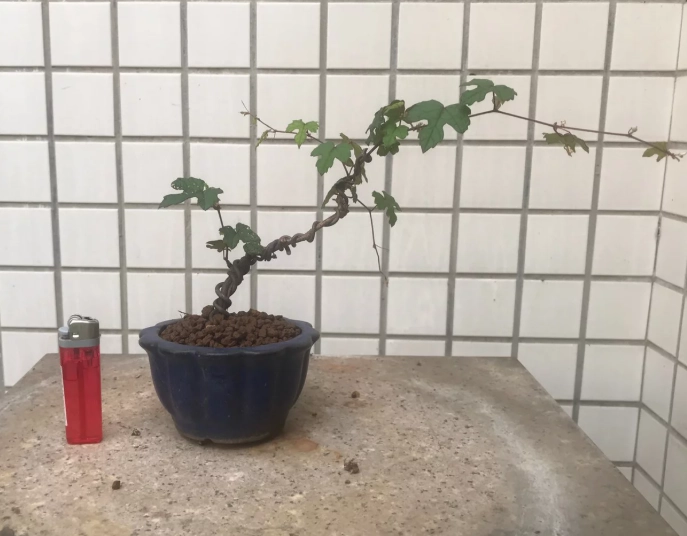 樹葡萄盆栽會結果嗎？掌握4大關鍵，陽台也能豐收嘉寶果！