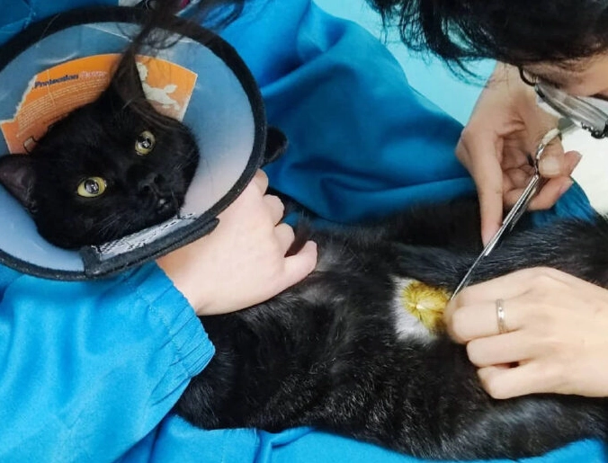 母貓不結紮